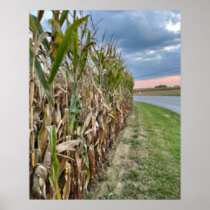 Póster de foto de campo de maíz