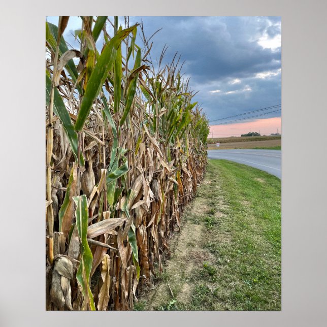 Póster de foto de campo de maíz (Frente)