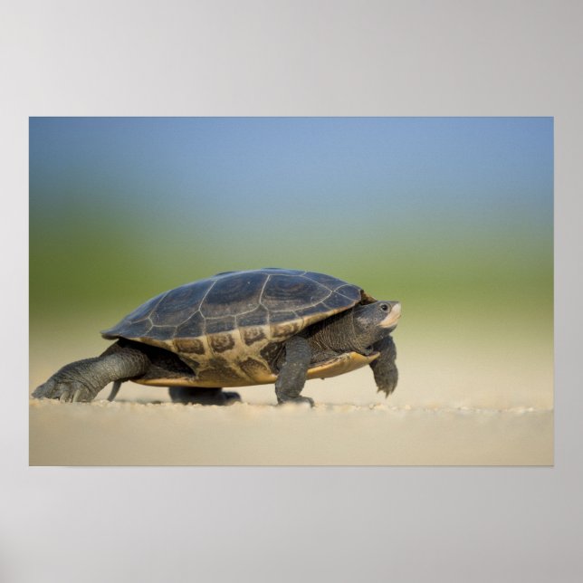 Póster de foto de cerca de tortuga / anfibio (Frente)