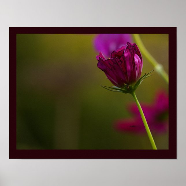 Póster de foto de flor (Frente)