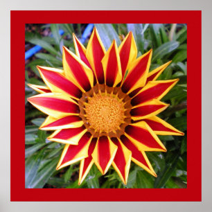 Póster de foto de flor roja y amarilla colorida