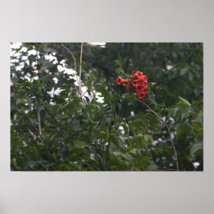 Póster de Foto de Flores Naranjas 
