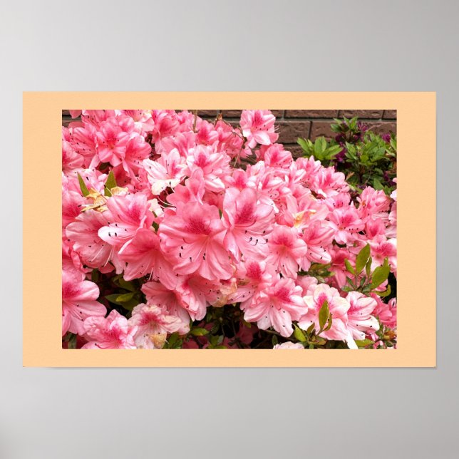 Póster de Foto de Flores Rosas (Frente)