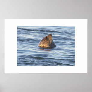 Póster de foto de foca