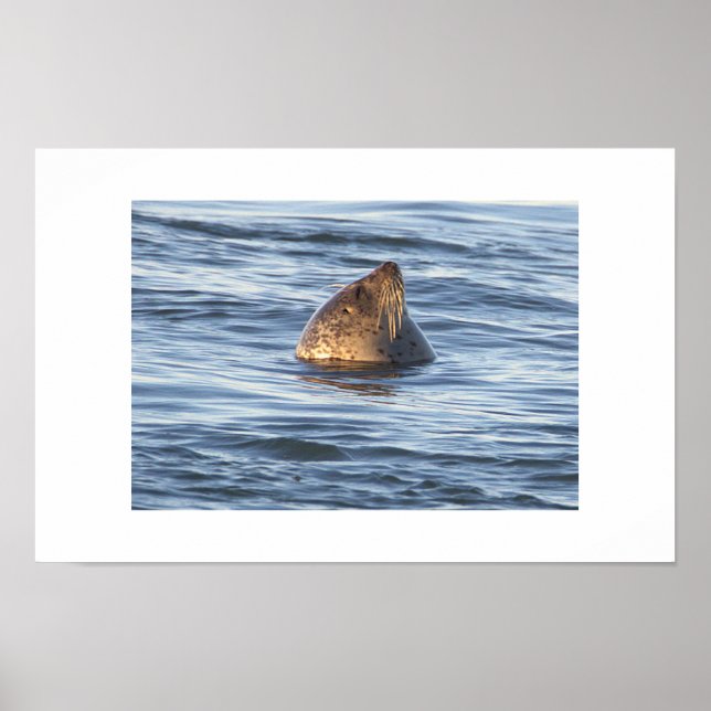 Póster de foto de foca (Frente)