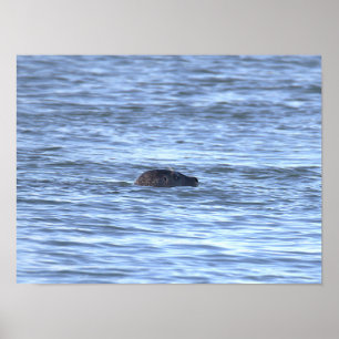 Póster de foto de foca 