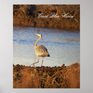 Póster de foto de Garza azul grande