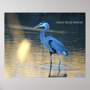 Póster de foto de Garza azul grande