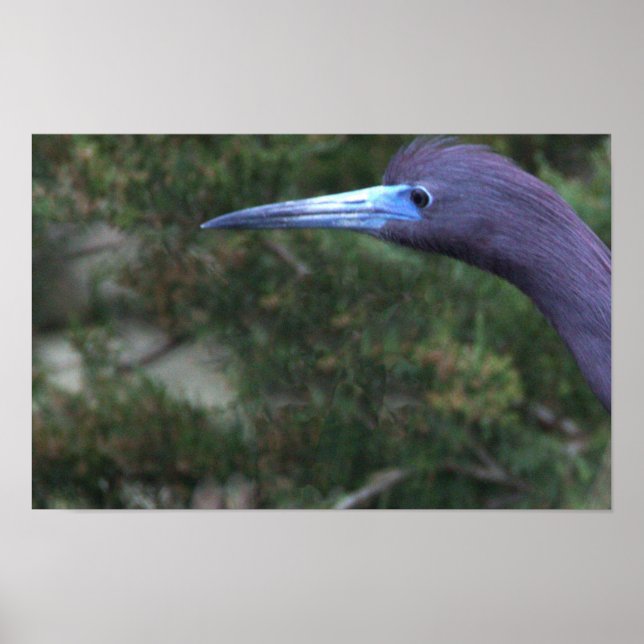 Póster de foto de Garza Azul Pequeña (Frente)