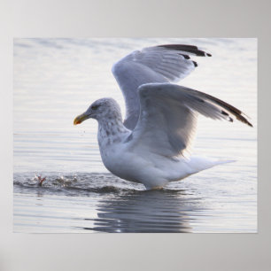 Póster de foto de gaviota