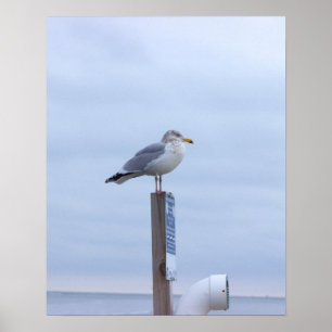 Póster de foto de gaviota