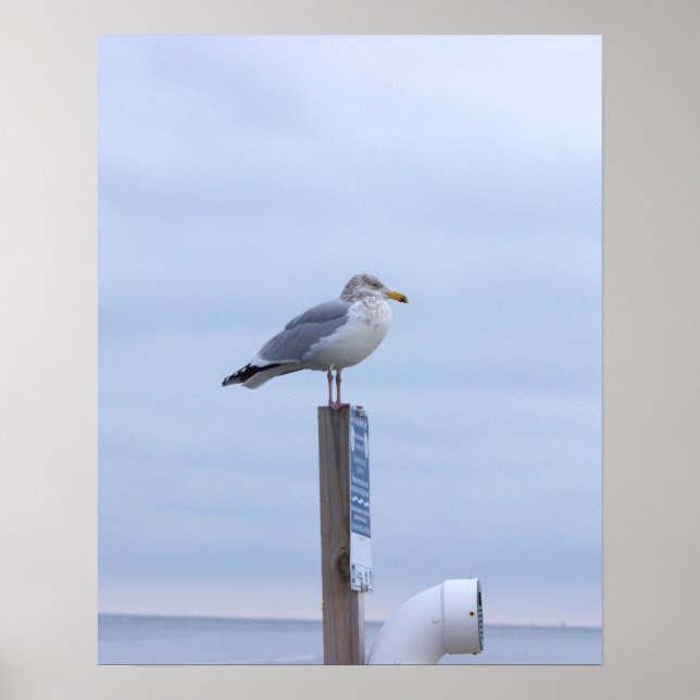Póster de foto de gaviota (Frente)