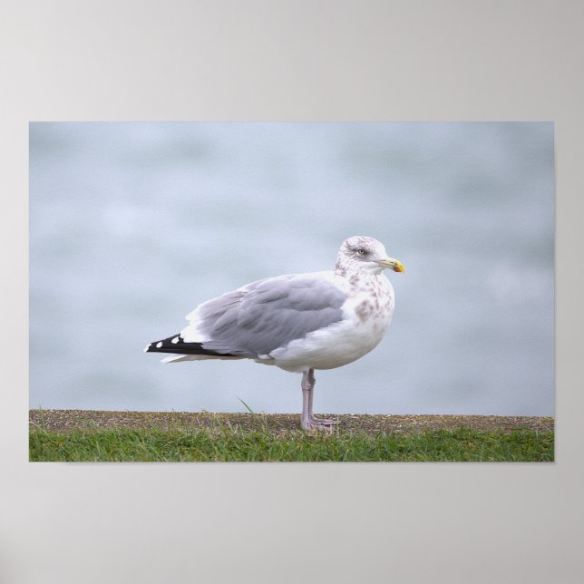 Póster de foto de gaviota (Frente)