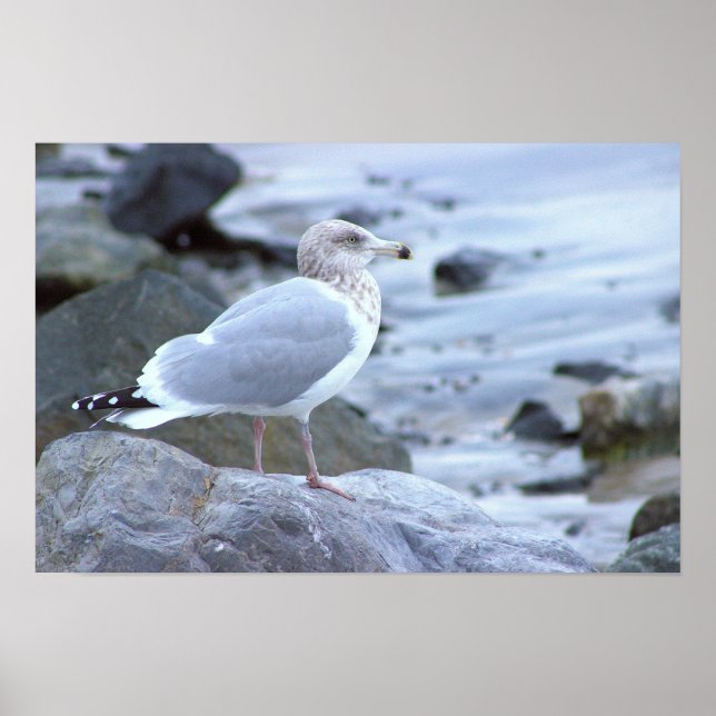 Póster de foto de gaviota (Frente)