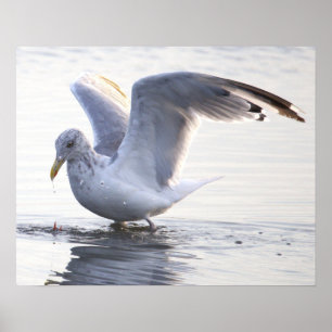 Póster de foto de gaviota