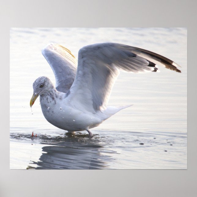 Póster de foto de gaviota (Frente)