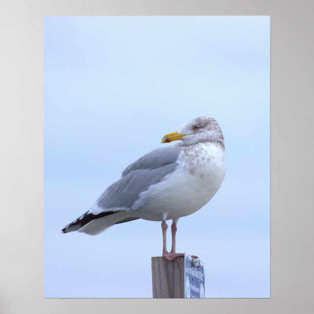 Póster de foto de gaviota  (Frente)