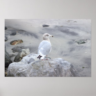 Póster de foto de gaviota