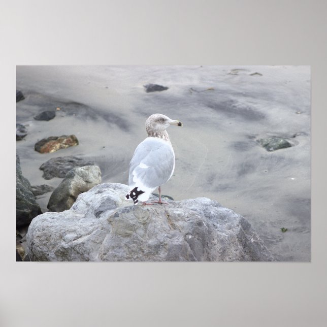 Póster de foto de gaviota (Frente)