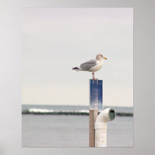 Póster de foto de gaviota