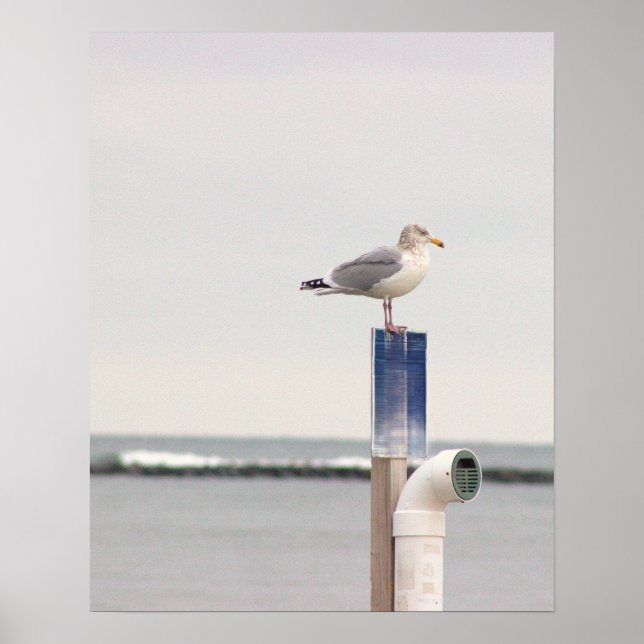 Póster de foto de gaviota (Frente)