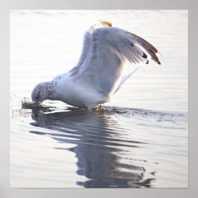 Póster de foto de gaviota (Frente)