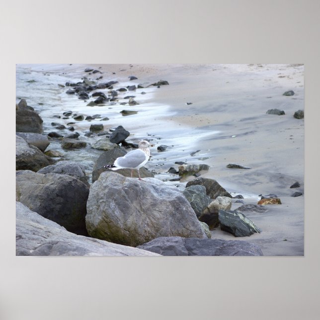 Póster de foto de gaviota (Frente)