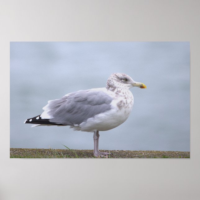 Póster de foto de gaviota (Frente)