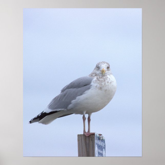 Póster de foto de gaviota (Frente)