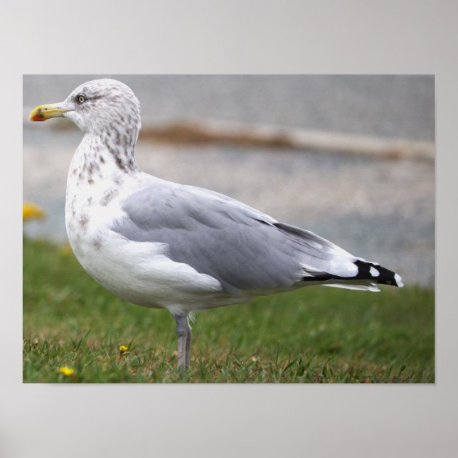 Póster de foto de gaviota (Frente)