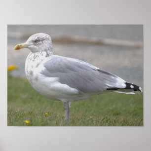 Póster de foto de gaviota