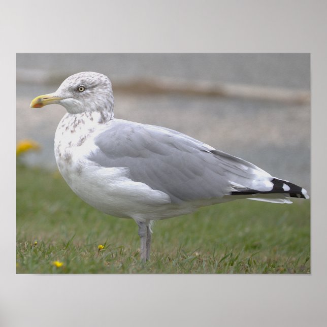 Póster de foto de gaviota (Frente)