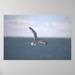 Póster de foto de gaviota volando