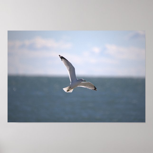 Póster de foto de gaviota volando (Frente)