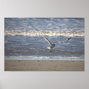 Póster de foto de gaviota volando