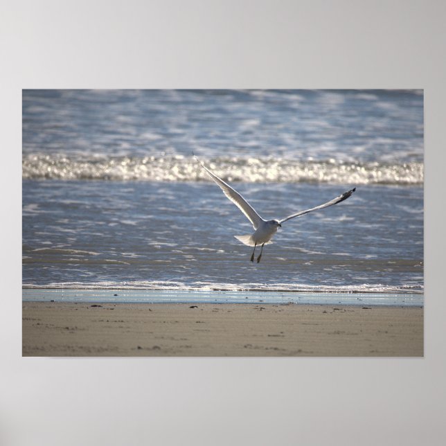 Póster de foto de gaviota volando (Frente)
