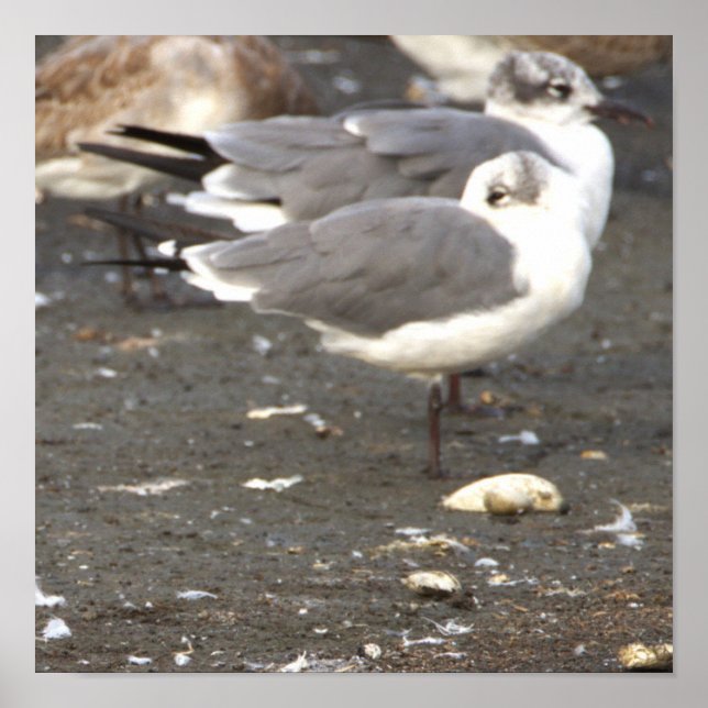 Póster de foto de gaviotas (Frente)