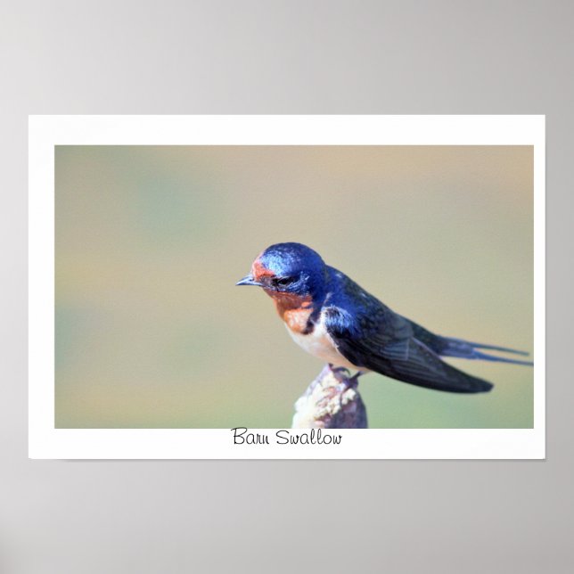Póster de foto de golondrina de granero (Frente)