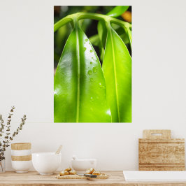 Póster de Foto de Hojas Verdes Tropicales