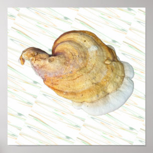 Póster de foto de hongos