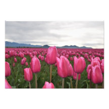 Poster de foto de las flores de tulipanes rosados