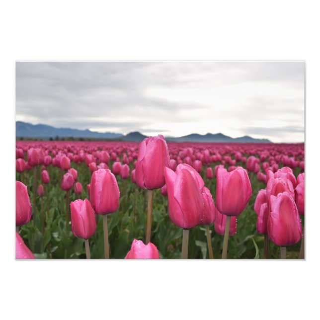 Poster de foto de las flores de tulipanes rosados (Frente)