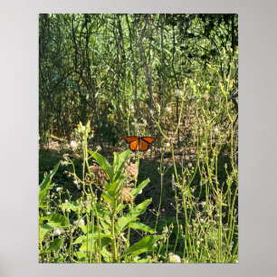 Póster de foto de mariposa monarca