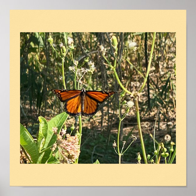 Póster de foto de mariposa monarca (Frente)
