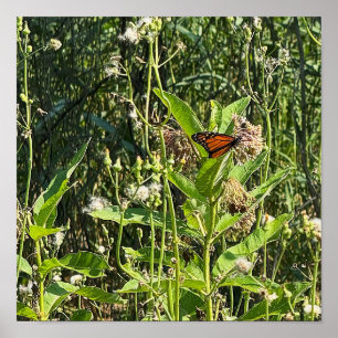 Póster de foto de mariposa monarca