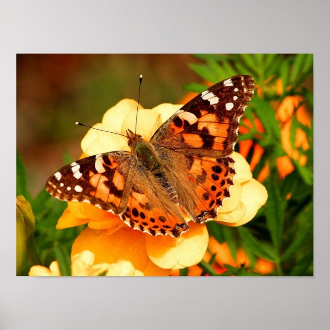 Póster de foto de mariposa Painted Lady (Frente)