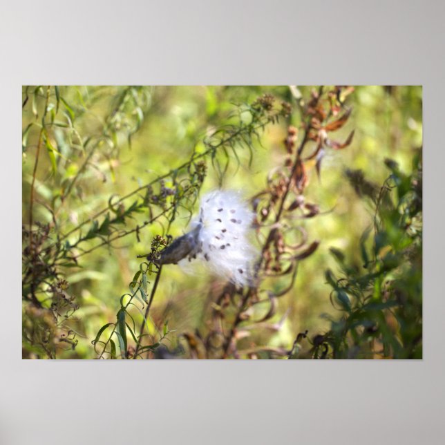 Póster de foto de Milkweed (Frente)