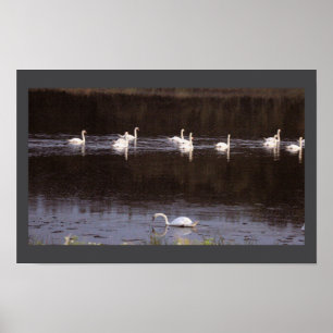 Póster de foto de paisaje acuático de cisnes