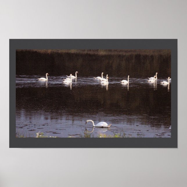 Póster de foto de paisaje acuático de cisnes (Frente)