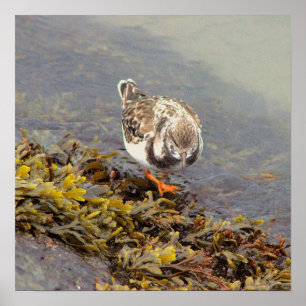Póster de foto de pájaro en roca